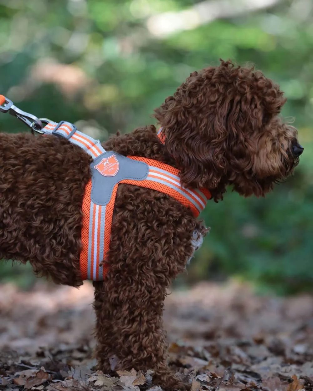 Easy Walk V Dog Harness - Orange