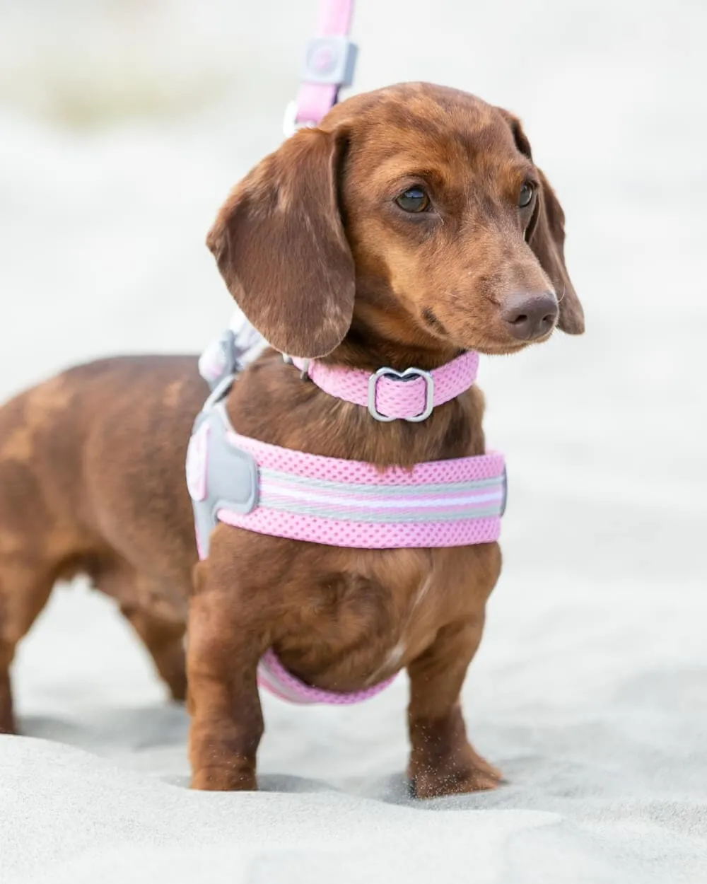 Easy Walk V Dog Harness - Pink