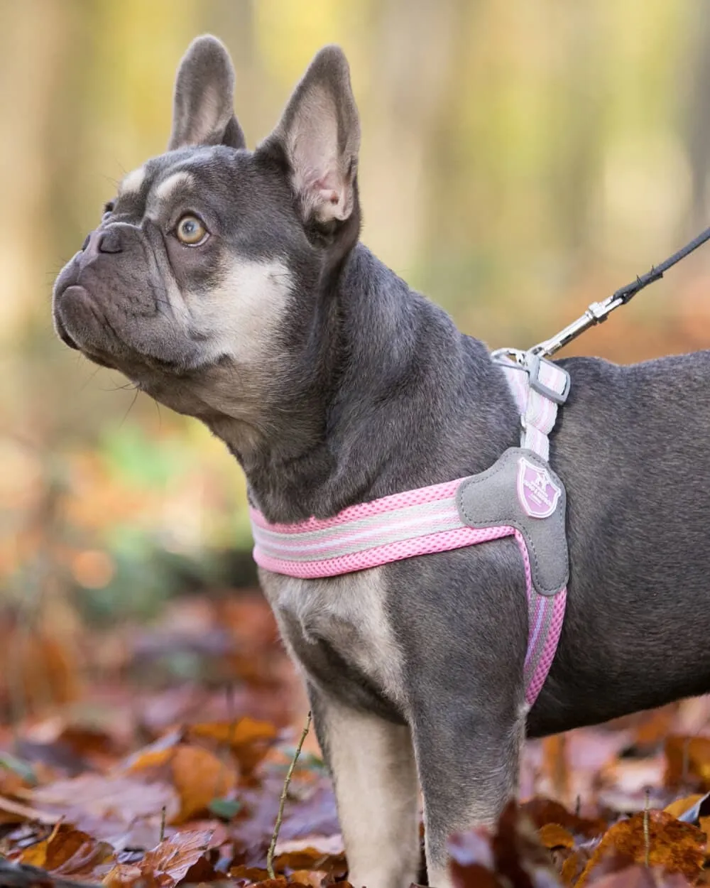 Easy Walk V Dog Harness - Pink