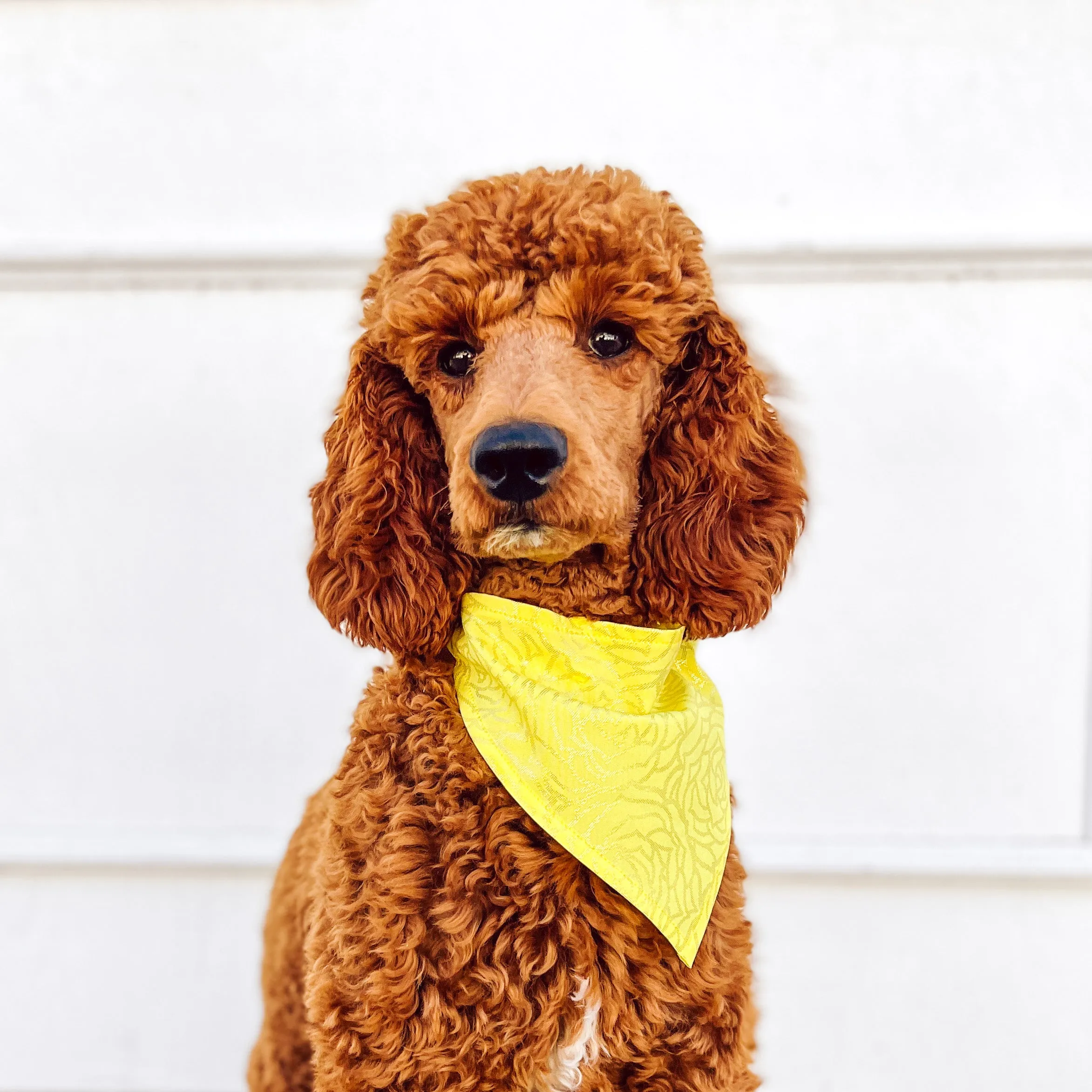 Enchanted Rose Pet Bandana